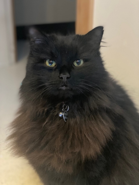 Lisa 2
